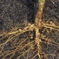 Importance of Rhizobium culture in soybean crop