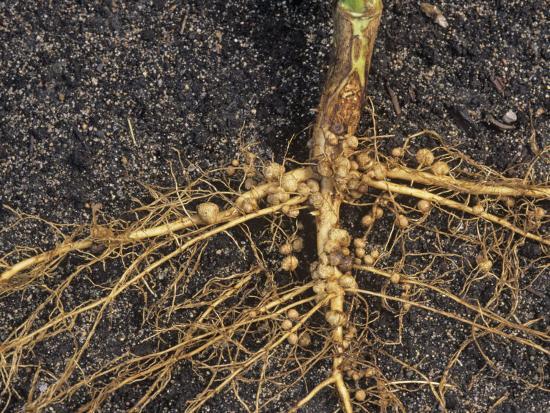 Importance of Rhizobium culture in soybean crop