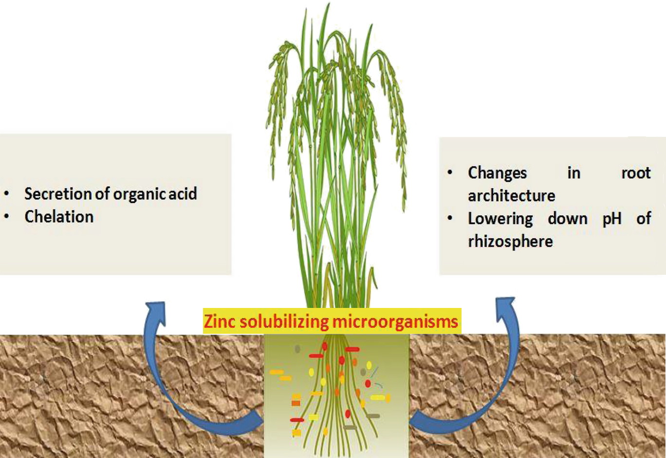 Importance of Zinc Solubilizing Bacteria in soil