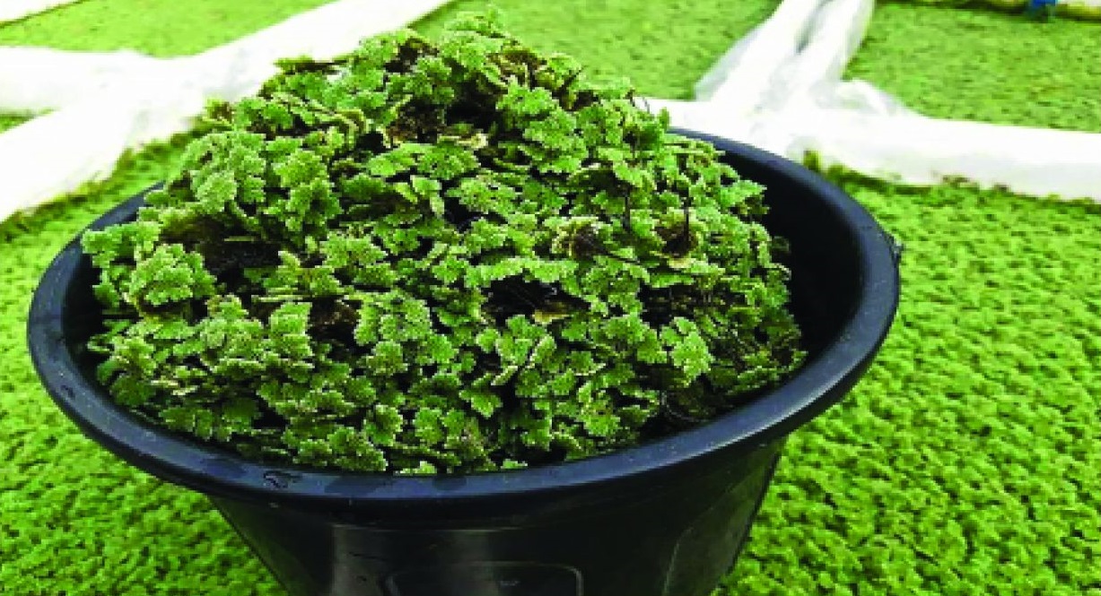 Know the benefits of Azolla