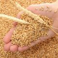 MP becomes number one state in the country, surpassing Punjab in wheat procurement