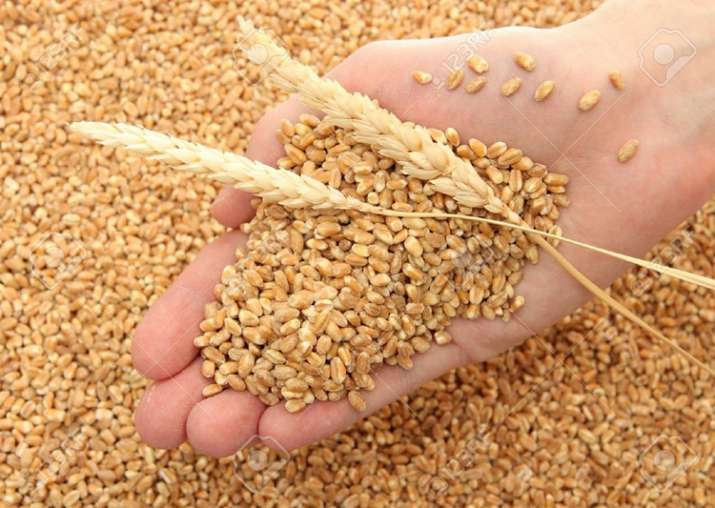 MP becomes number one state in the country, surpassing Punjab in wheat procurement