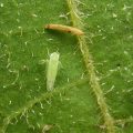 Management of aphids and jassids