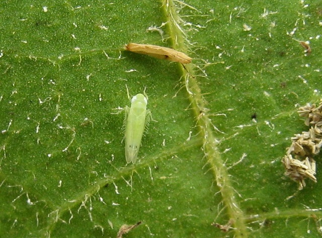 Management of aphids and jassids