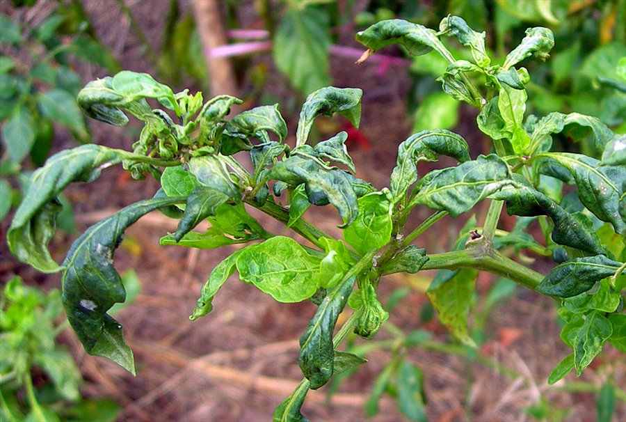 Mites control in Chili crop