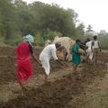 Monsoon effect: 104% increase in cotton sowing with pulses, oilseed crops