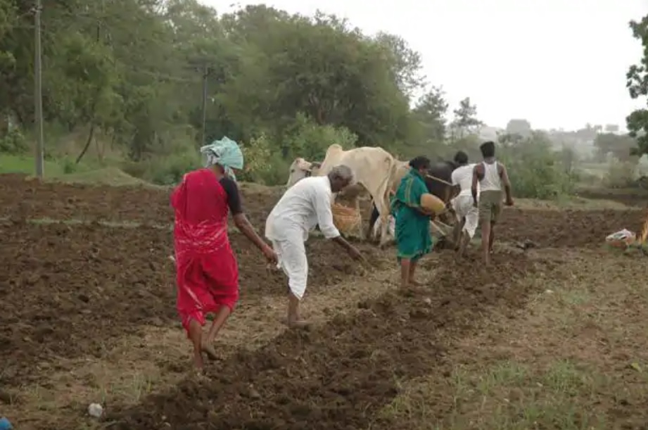 Monsoon effect: 104% increase in cotton sowing with pulses, oilseed crops