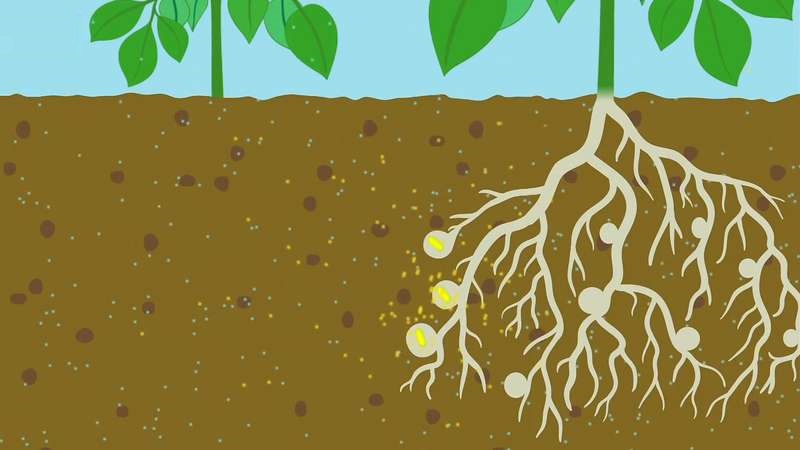 Nitrogen culture importance in non-leguminous crops