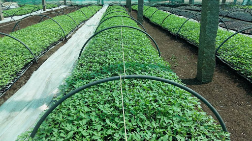 Nursery Preparation and Seed Treatment in Tomato