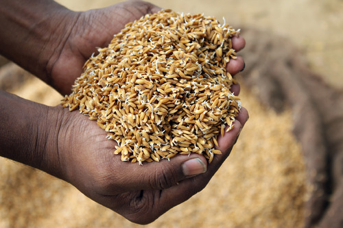 Paddy Seed Treatment