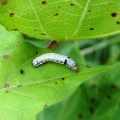 Pest and Disease management in early stage of cotton crop