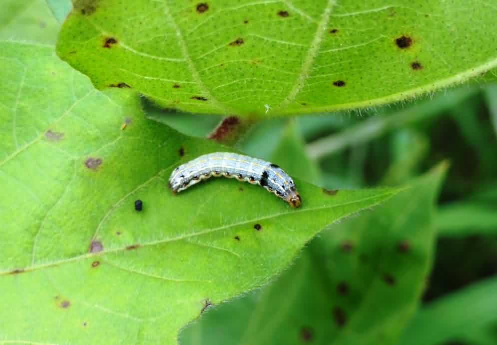 Pest and Disease management in early stage of cotton crop