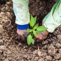 Planting method of Chilli Seedlings