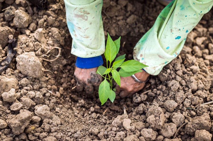 Planting method of Chilli Seedlings