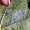 Protection of whitefly in cotton