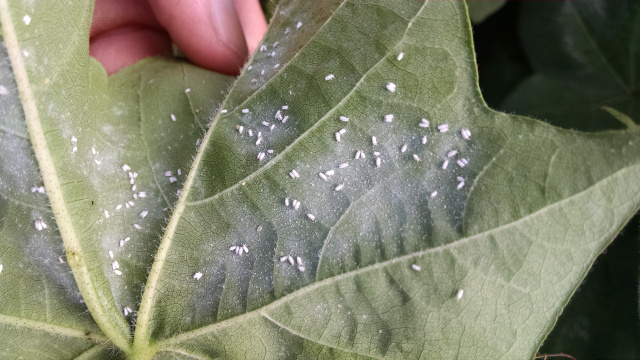 Protection of whitefly in cotton