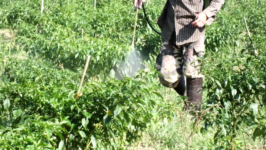 Second spraying in Chili Nursery