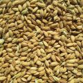 Seed treatment will be beneficial in paddy cultivation, know the method of treatment