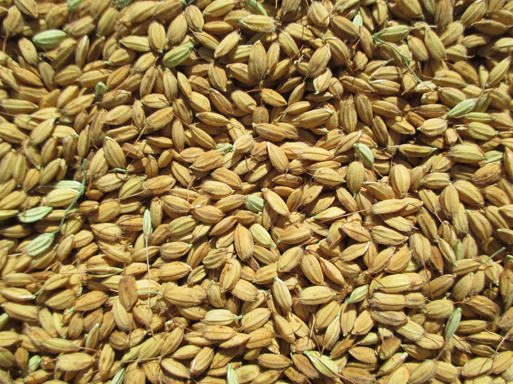 Seed treatment will be beneficial in paddy cultivation, know the method of treatment