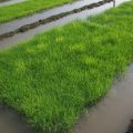 Selection of nursery area and preparation of nursery for paddy crop