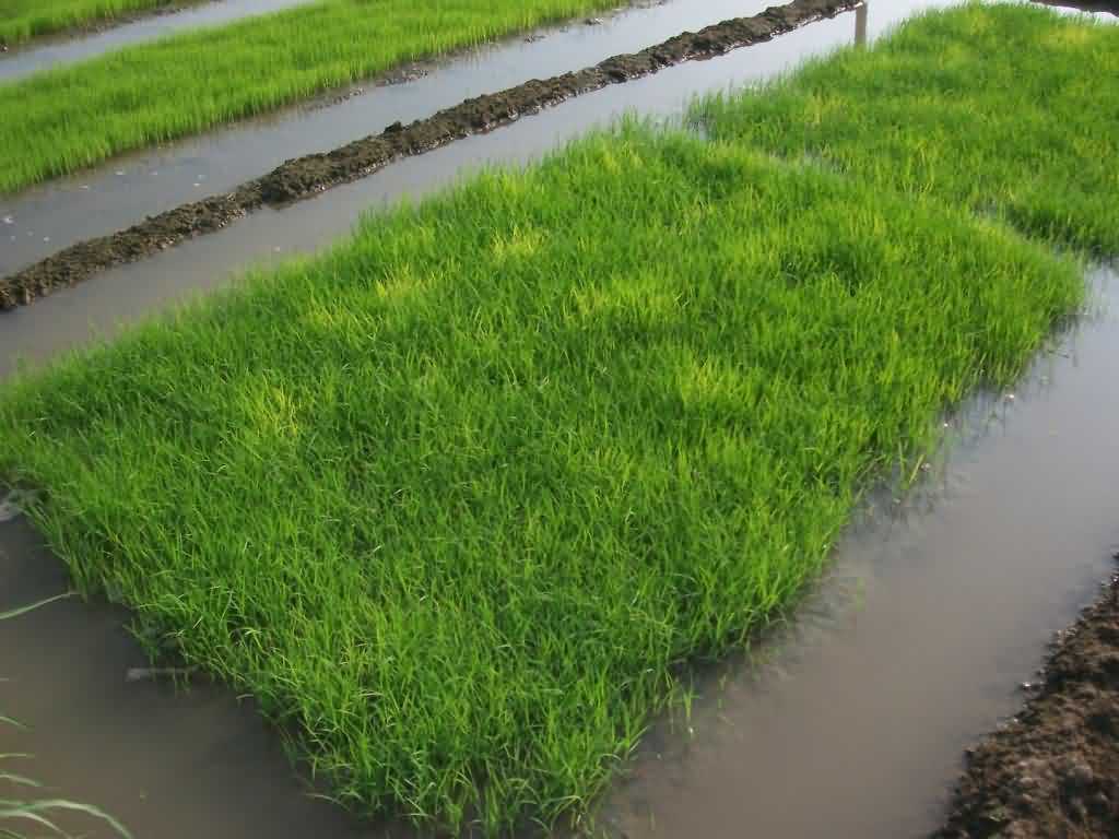 Selection of nursery area and preparation of nursery for paddy crop