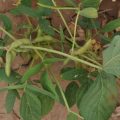 Soybean Weed Management