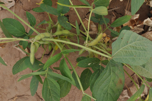 Soybean Weed Management