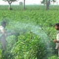 Spray Management in cotton crops during ball formation