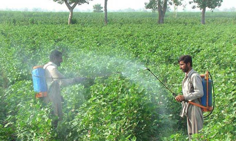 Spray Management in cotton crops during ball formation