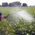 Spray management in cotton crop