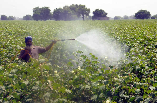 Spray management in cotton crop