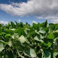 Sulfur utility in soybean crop