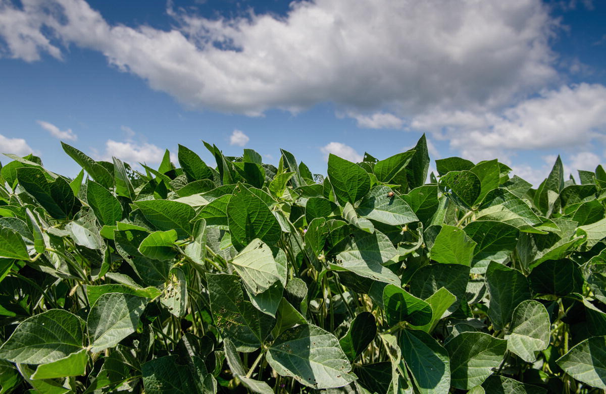 Sulfur utility in soybean crop