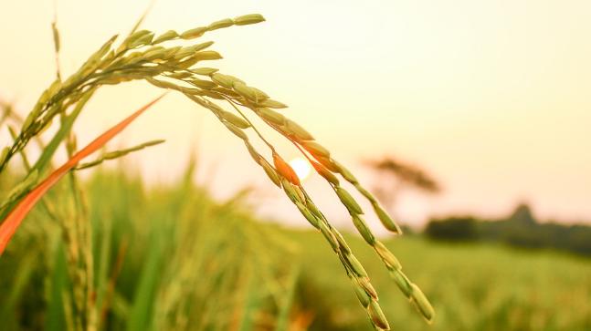 This year farmers can produce record rice