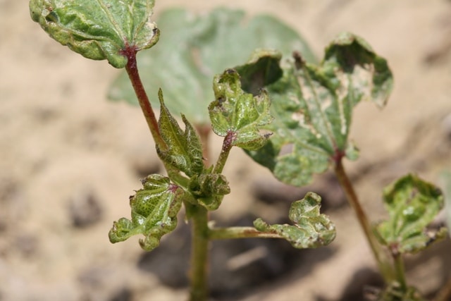 Thrips Management in Cotton