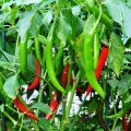 Transplanting method and fertilizer management of Chilli