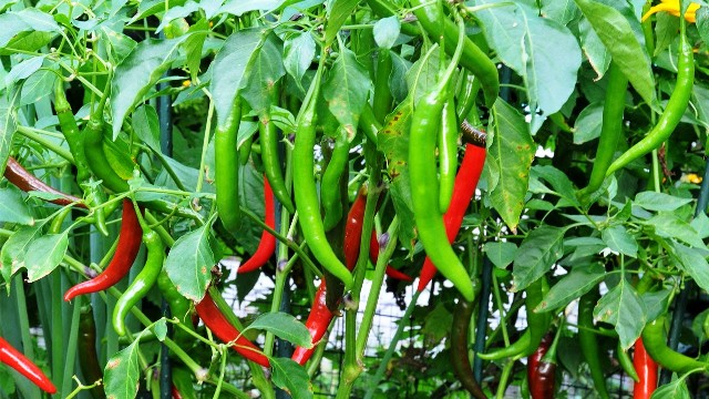 Transplanting method and fertilizer management of Chilli