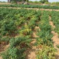 Weed Management in Chilli