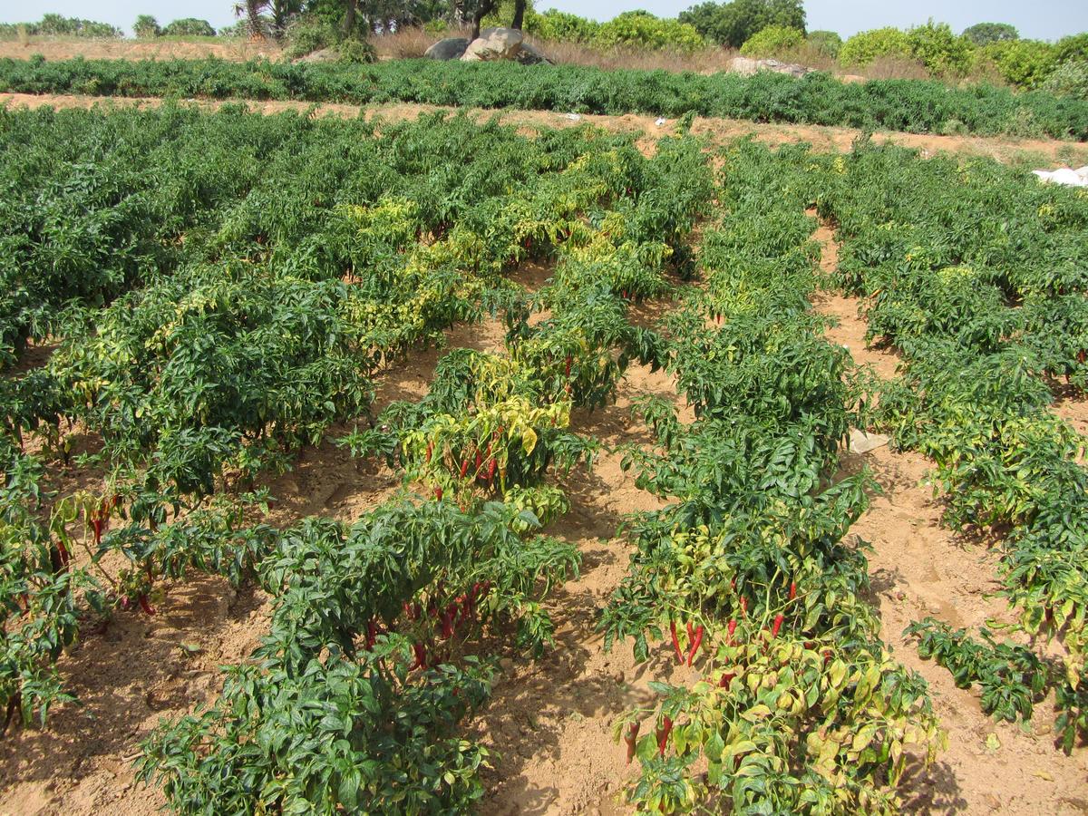 Weed Management in Chilli