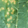 angular leaf spot disease in cotton