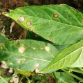 bacterial leaf spot in chilli