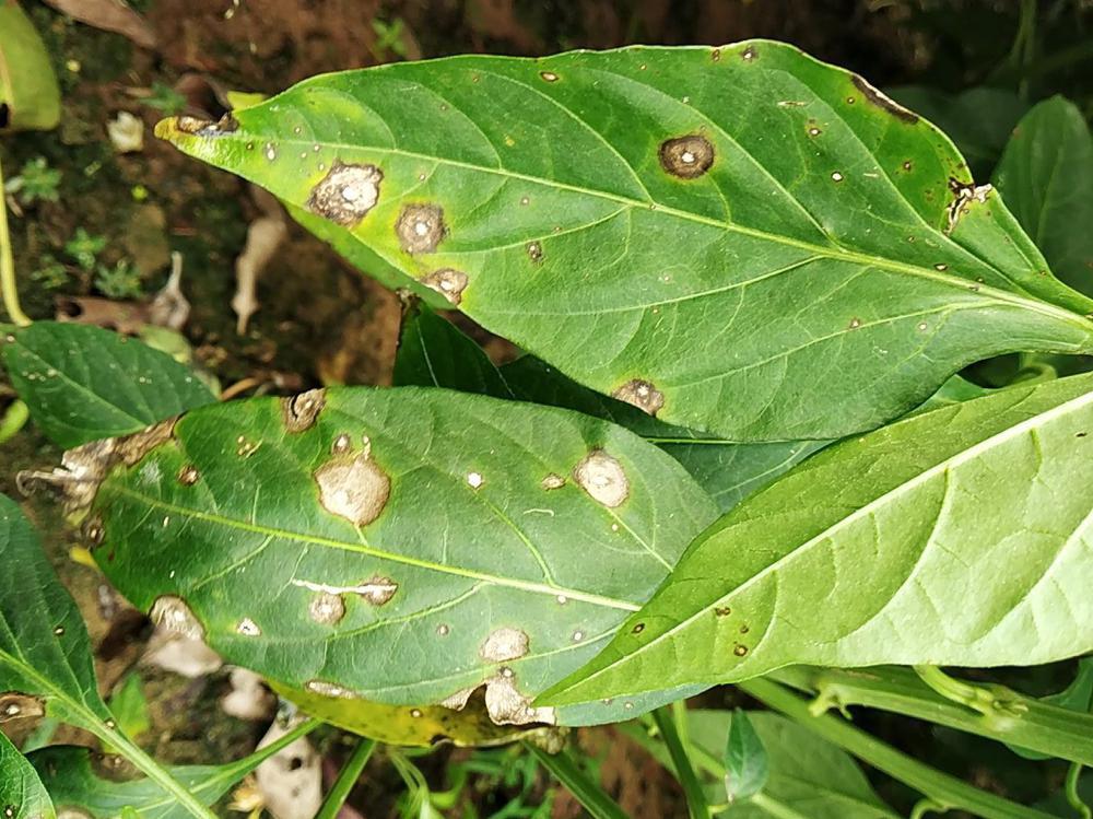 bacterial leaf spot in chilli