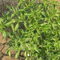 leaf curl in chilli