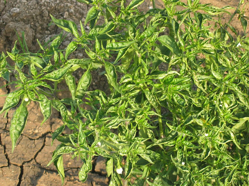 leaf curl in chilli