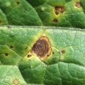 Alternaria leaf spot in Sponge gourd