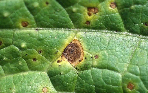 Alternaria leaf spot in Sponge gourd