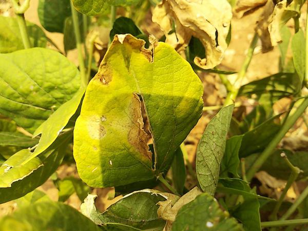 Alternaria leaf spot disease in soybean crop