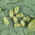 Aphid and Jassid Attack in Cotton Crop