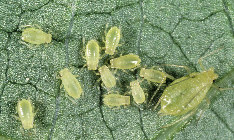 Aphid and Jassid Attack in Cotton Crop