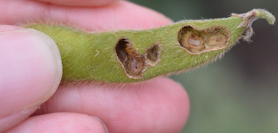 Control of pod borer in soybean crop